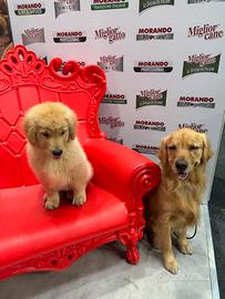 Golden Retriever americani