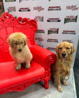 Golden Retriever americani