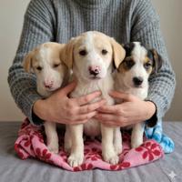 Cuccioli taglia media in adozione