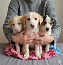 Cuccioli taglia media in adozione