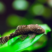 Ancistrus, pesci d'acquario