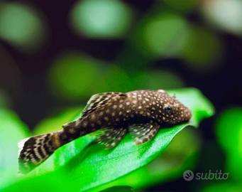 Ancistrus, pesci d'acquario