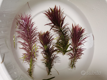 Caridine e potature di T. S