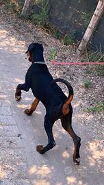 Dobermann