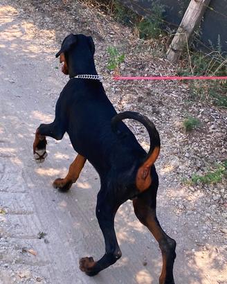 Dobermann