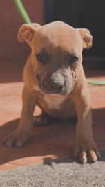 Amstaff cuccioli Blu Fawn