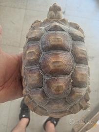 Tartaruga Di terra Geochelone Sulcata cm 20