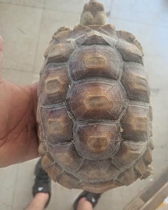 Tartaruga Di terra Geochelone Sulcata cm 20