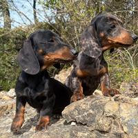 Cuccioli di Bassotto