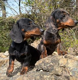 Cuccioli di Bassotto