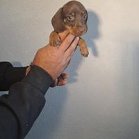 Bassotto cioccolato kaninchen