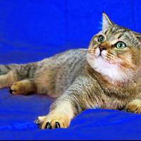 Scottish Straight adulto