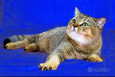 Scottish Straight adulto