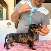 Bassotto femmina arlecchino silver TOP