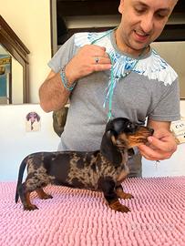 Bassotto femmina arlecchino silver TOP