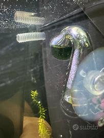Test co2 acquario