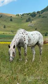 Cavallo