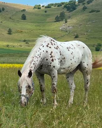 Cavallo
