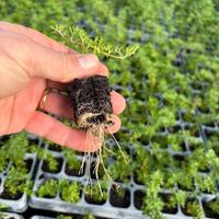 PIANTE DI VERBENA HYBRIDA