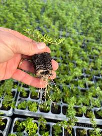 PIANTE DI VERBENA HYBRIDA