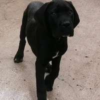 Cuccioli Cane Corso