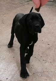 Cuccioli Cane Corso