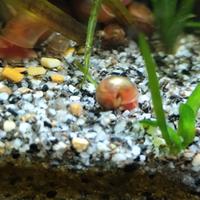 Planorbarius/Planorbis Gold