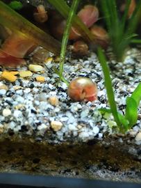 Planorbarius/Planorbis Gold