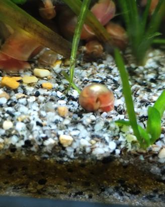 Planorbarius/Planorbis Gold
