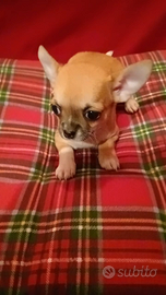 Cuccioli maschi e femmine