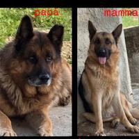 Ultima femminuccia disponibile