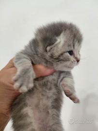 Scottish Fold a pelo lungo