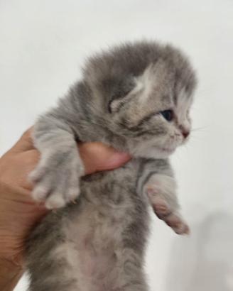 Scottish Fold a pelo lungo