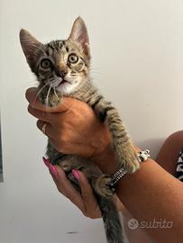 Gatti adotta cuccioli dolci