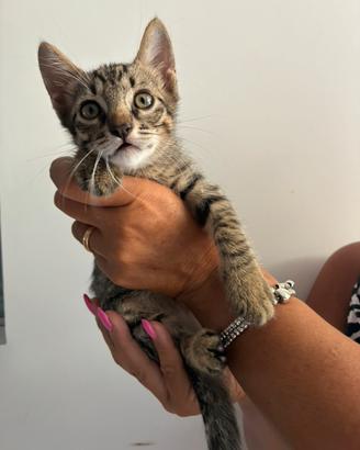 Gatti adotta cuccioli dolci