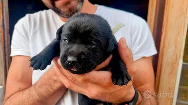 Cuccioli Labrador Retriever con pedigree ENCI – BO