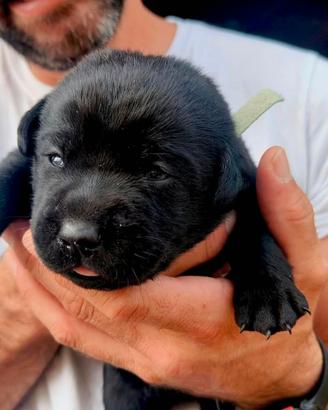 Cuccioli Labrador Retriever con pedigree ENCI – BO
