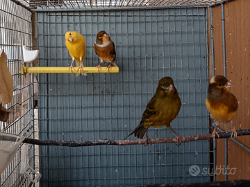 Canarini novelli 2025