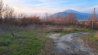 Accatastata con piantaggione di noceto 9000Metri