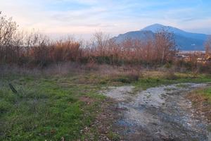 Accatastata con piantaggione di noceto 9000Metri