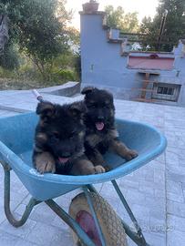 Cuccioli di pastore tedesco