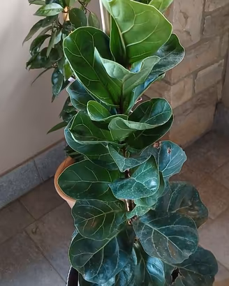 Ficus Lyrata, pianta in vaso