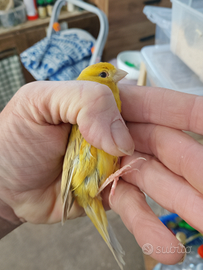 Solo per chi e interessato