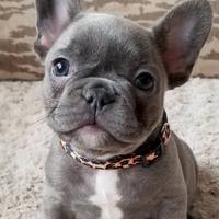 Cuccioli bulldog francese