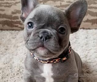 Cuccioli bulldog francese