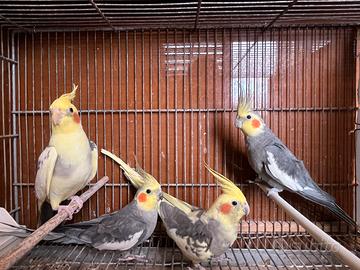 Pappagalli calopsite