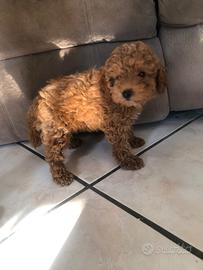 Cucciolotti barboncino toy red