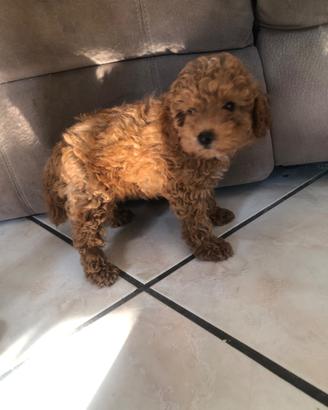 Cucciolotti barboncino toy red
