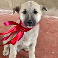 Cuccioli stupendi meticci