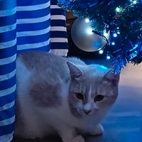 Gattina portafortuna in adozione